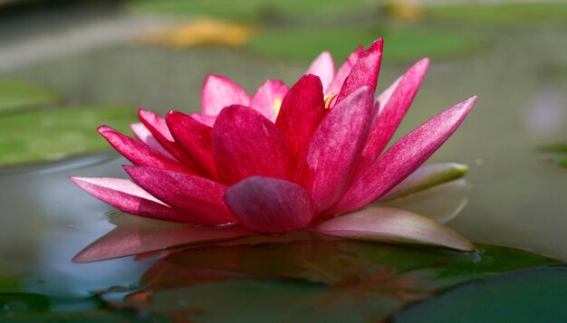 Foto flor de lótus na lagoa