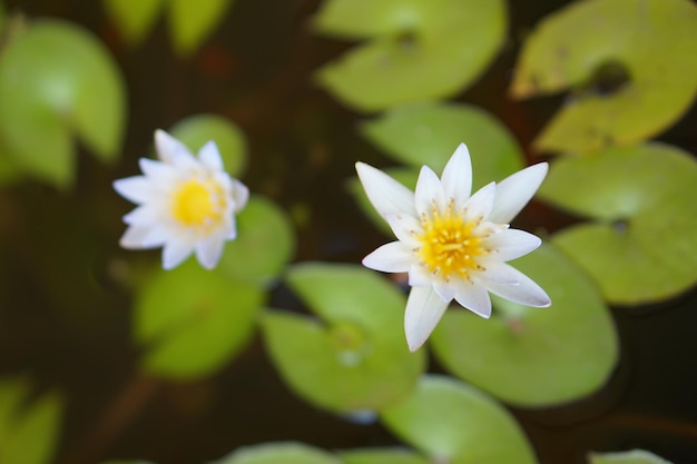 Flor de lótus na lagoa