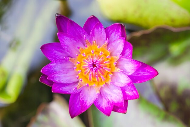 Flor de lótus na piscina