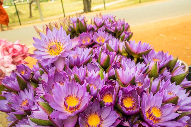 Flor de lótus no foco seletivo do mercado