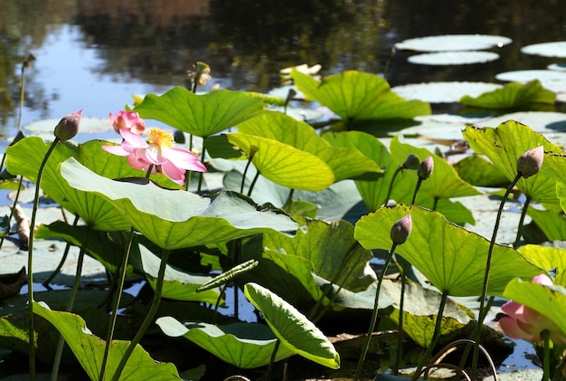 Flor de lótus no lago em uma planície de inundação do rio Volga