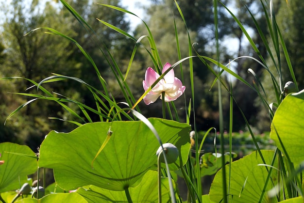 Flor de lótus no lago em uma planície de inundação do rio Volga