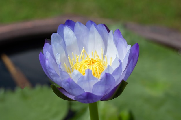 Flor de lótus nymphaea com folhas lindo nenúfar florescendo