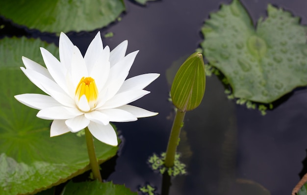 Flor de lótus Nymphaea com folhas Lindo nenúfar florescendo