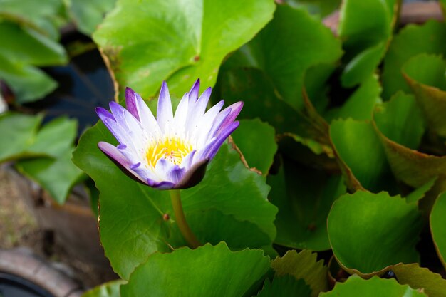 Flor de lótus Nymphaea com folhas Lindo nenúfar florescendo