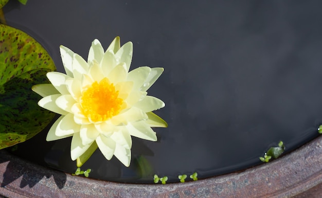 Flor de lótus nymphaea com folhas lindo nenúfar florescendo