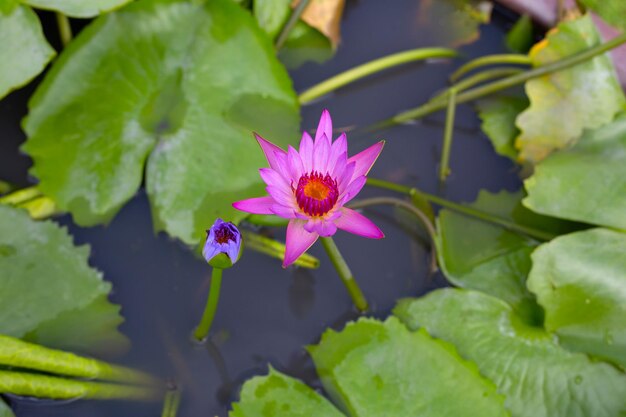 Flor de lótus nymphaea com folhas lindo nenúfar florescendo