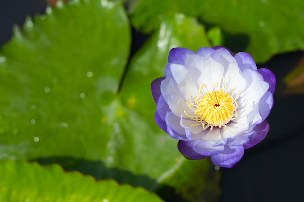 Flor de lótus Nymphaea com folhas Lindo nenúfar florescendo