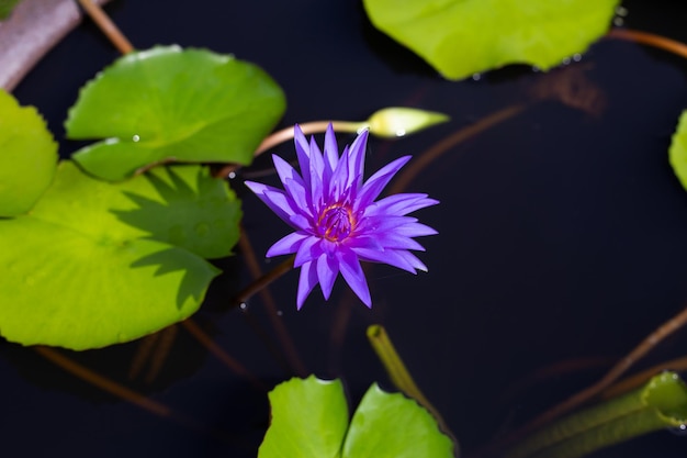 Flor de lótus Nymphaea com folhas Lindo nenúfar florescendo