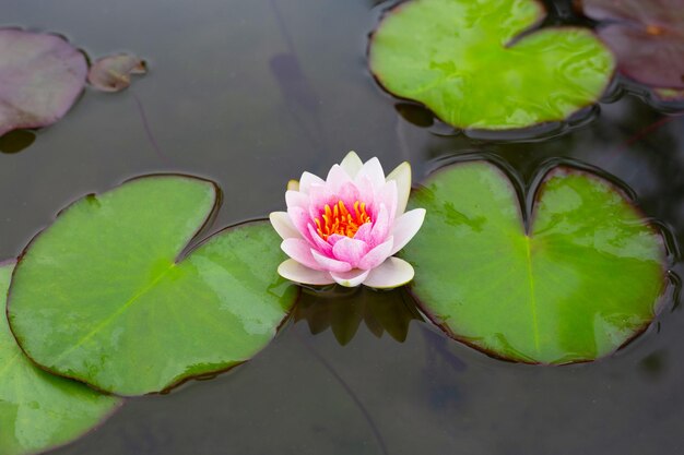 Flor de lótus Nymphaea com folhas Lindo nenúfar rosa florescendo