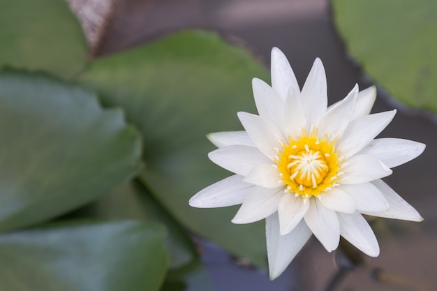 Flor de Lotus ou flor do lírio de água que floresce na lagoa.