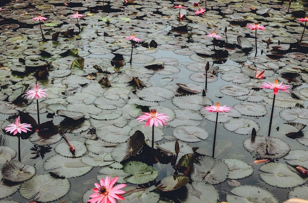 Flor de lótus que cresce na piscina