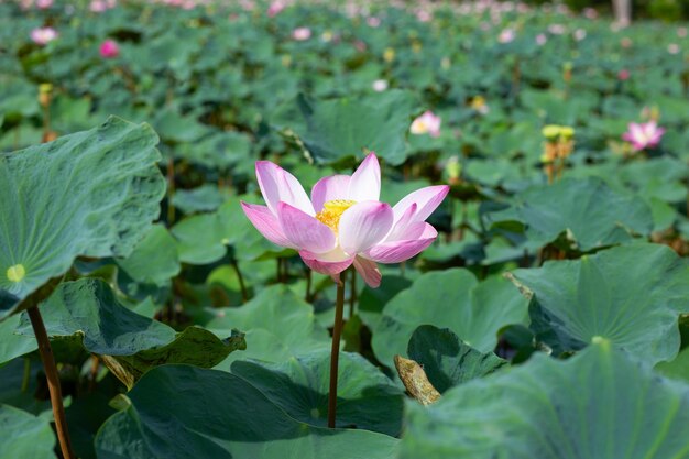 Flor de lótus rosa a florescer na lagoa com folhas verdes