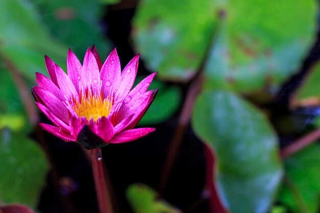 flor de lótus rosa closeup