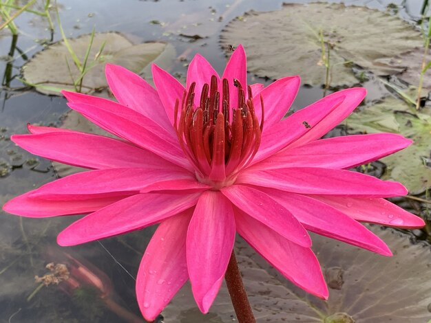 Foto flor de lótus rosa de manhã