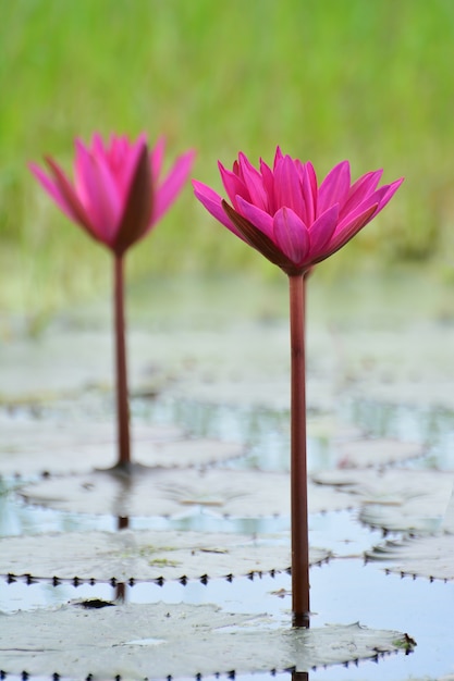 Flor de lótus rosa desabrocham linda no pântano