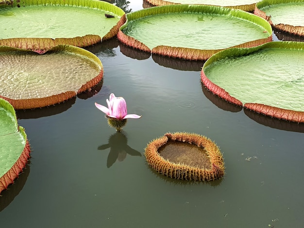 Flor de lótus rosa e folhas verdes de nenúfar victoria no lago | Foto  Premium