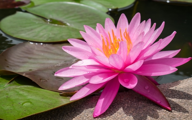 Flor de lótus rosa e planta