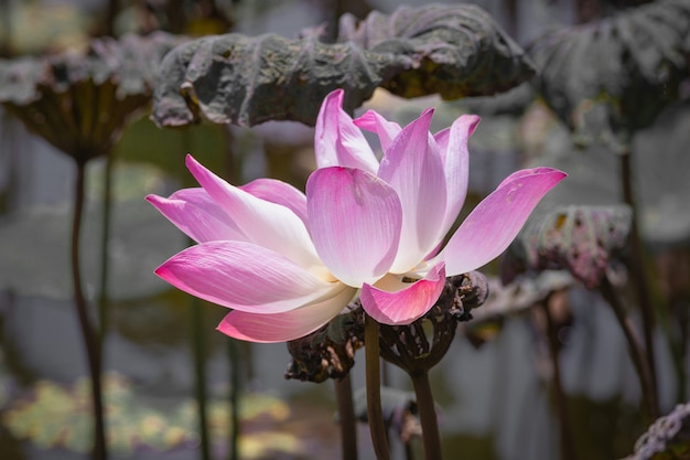 Flor de lótus rosa e plantas de flor de lótus, cor seletiva e foco