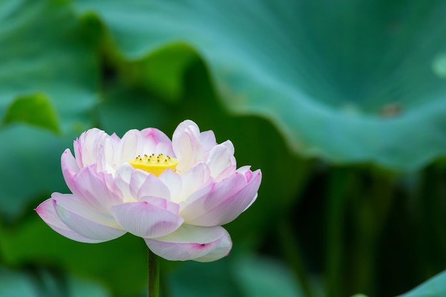 Flor de lótus rosa em plena floração linda paisagem de verão