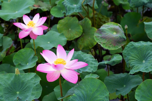 Flor de lótus rosa florescendo na lagoa com folhas verdes