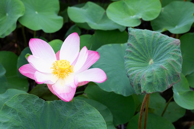 Flor de lótus rosa florescendo na lagoa com folhas verdes