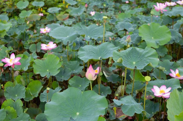 Flor de lótus rosa florescendo na lagoa com folhas verdes