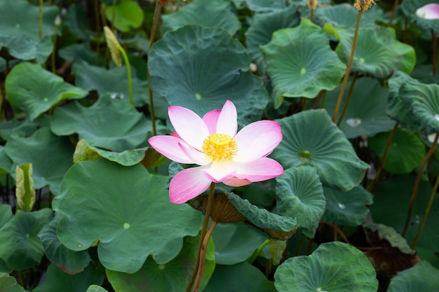 Flor de lótus rosa florescendo na lagoa com folhas verdes