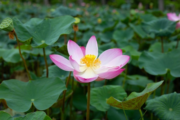 Flor de lótus rosa florescendo na lagoa com folhas verdes