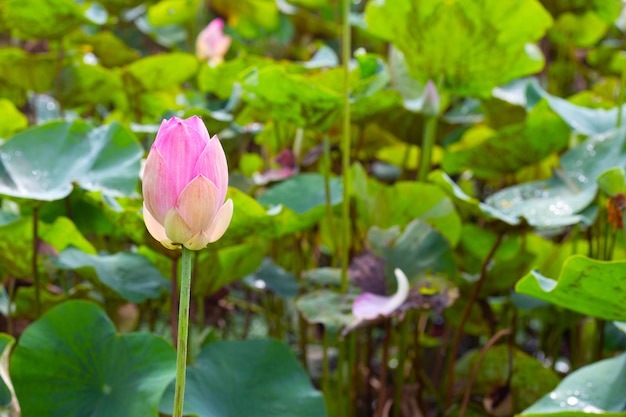 Flor de lótus rosa florescendo na lagoa com folhas verdes