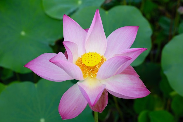 Flor de lótus rosa florescendo na lagoa com folhas verdes