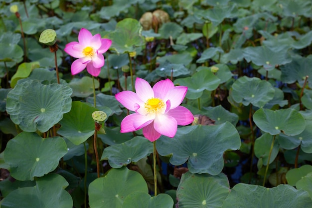 Flor de lótus rosa florescendo na lagoa com folhas verdes