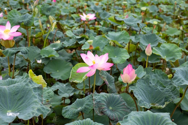 Flor de lótus rosa florescendo na lagoa com folhas verdes