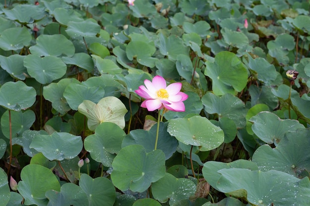 Flor de lótus rosa florescendo na lagoa com folhas verdes