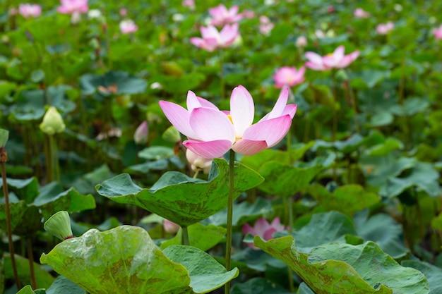 Flor de lótus rosa florescendo na lagoa com folhas verdes