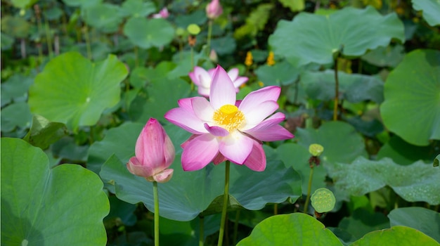 Flor de lótus rosa florescendo na lagoa com folhas verdes