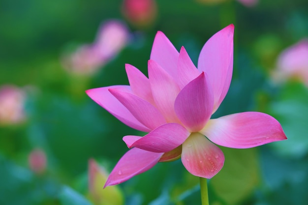 flor de lótus rosa florescendo na lagoa com fundo macio