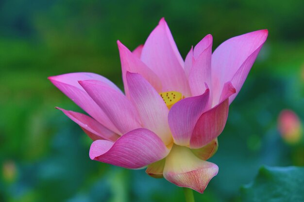 flor de lótus rosa florescendo na lagoa com fundo macio