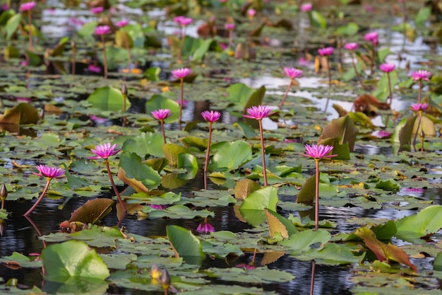 Flor de lótus rosa florescendo na lagoa