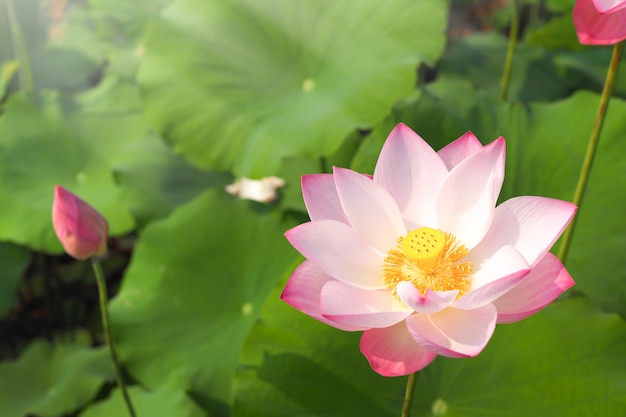 Flor de lótus rosa linda com natureza de folhas verdes no rio