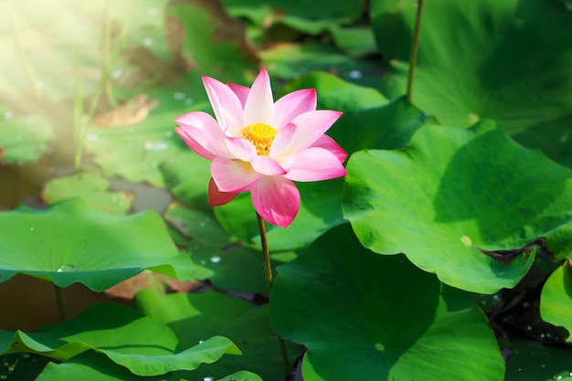 Flor de lótus rosa linda em flor