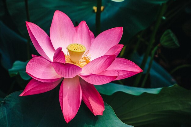 Flor de lótus rosa Linda flor exótica Ásia