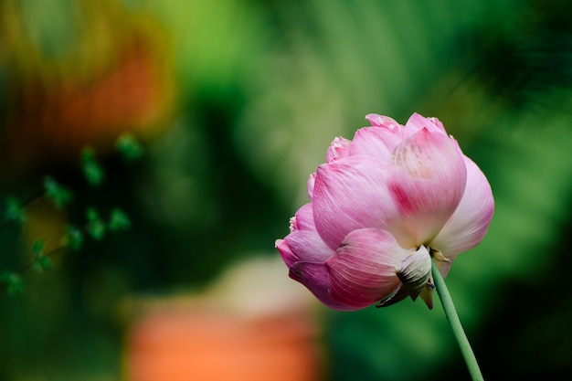 Foto flor de lótus rosa linda na lagoa