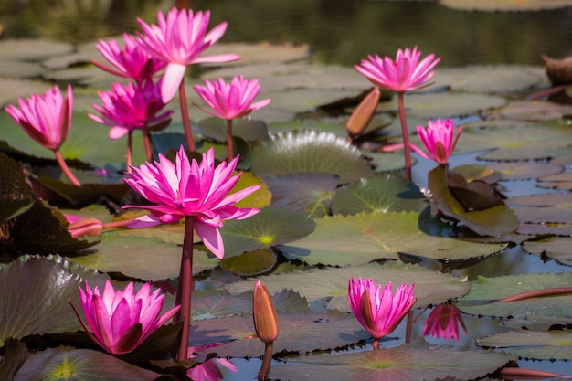 flor de lótus rosa no fundo de natureza lagoa