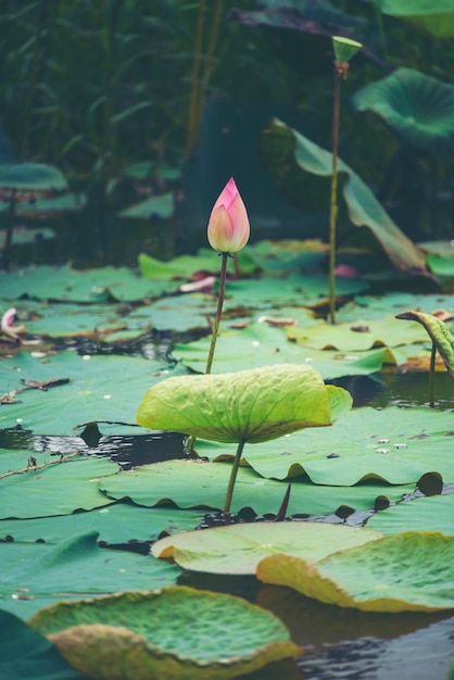 flor de lótus rosa no lago