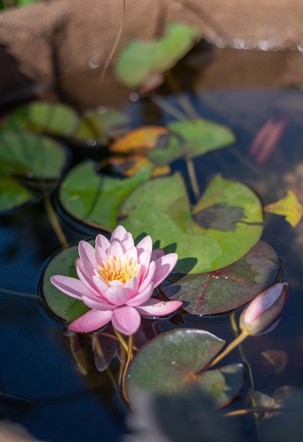 flor de lótus rosa no lago