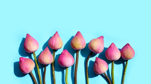 Flor de lótus rosa sobre fundo azul.