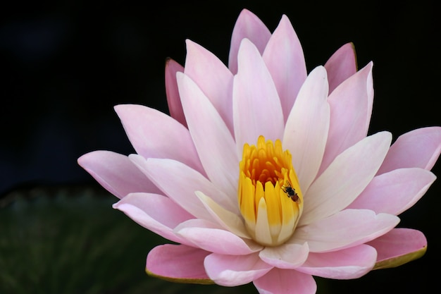 Flor de lótus rosa tropical