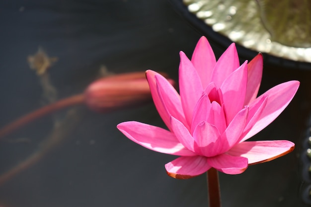 Flor de lótus rosa tropical