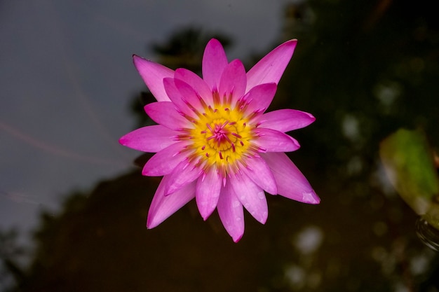 Foto flor de lótus rosa